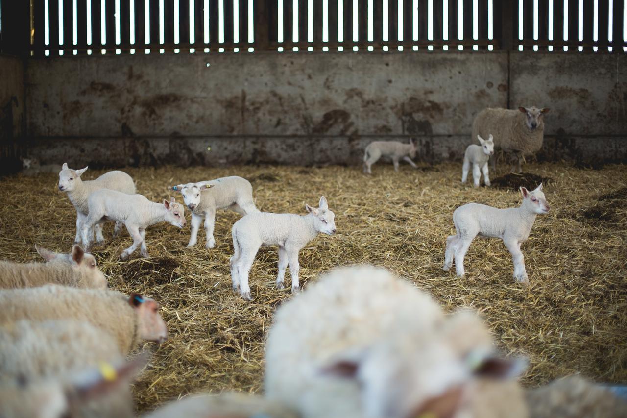 Owen House Farm Panzió Knutsford Kültér fotó