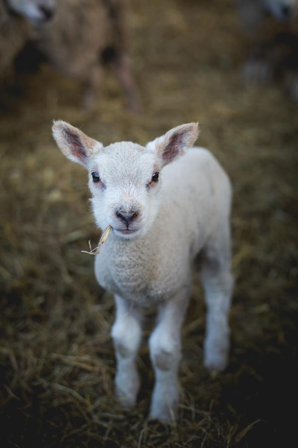 Owen House Farm Panzió Knutsford Kültér fotó