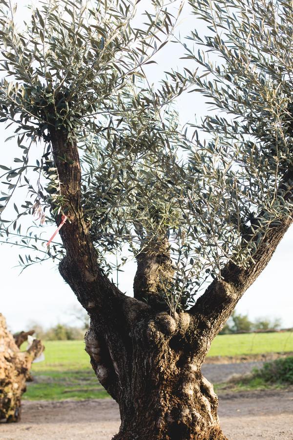 Owen House Farm Panzió Knutsford Kültér fotó
